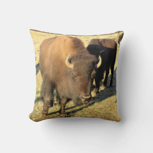 Bison in Colorado Cushion