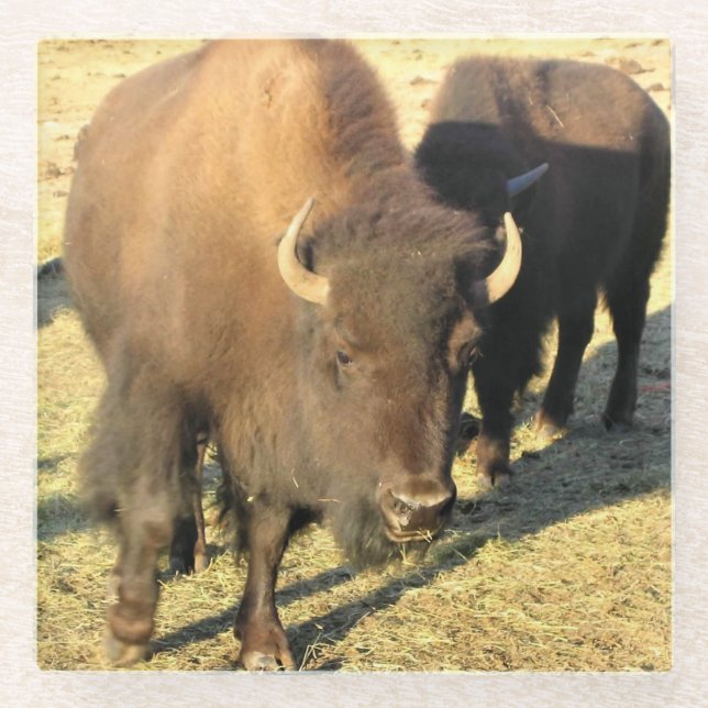 Bison in Colorado Glass Coaster (Front)