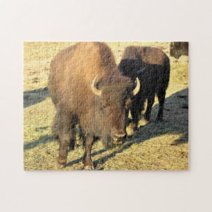 Bison in Colorado Jigsaw Puzzle
