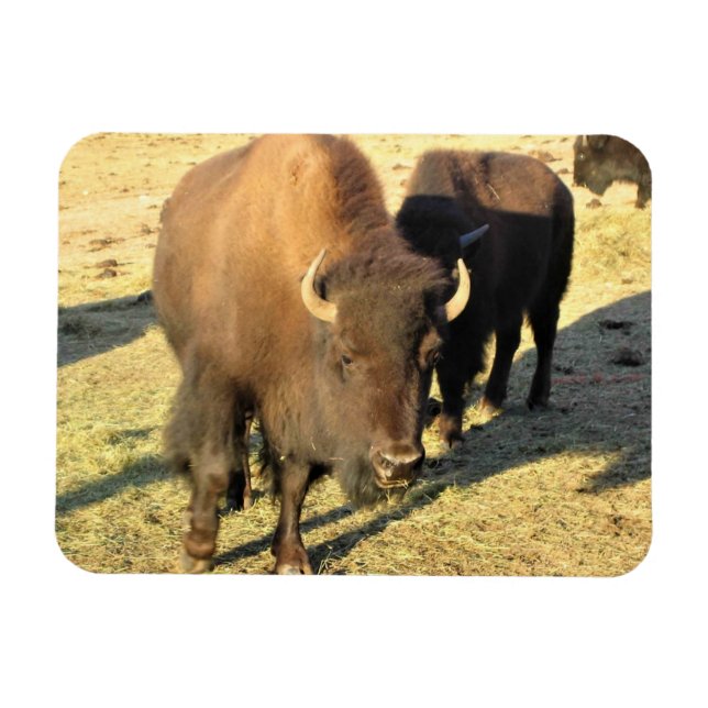 Bison in Colorado Magnet (Horizontal)