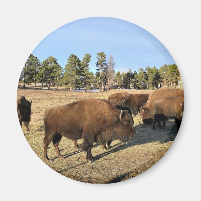 Bison in Colorado Magnet (Front)
