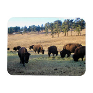 Bison in Colorado Magnet