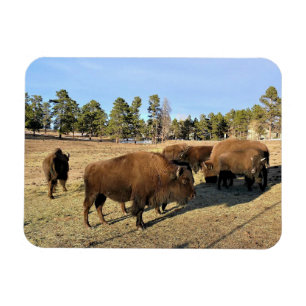 Bison in Colorado Magnet
