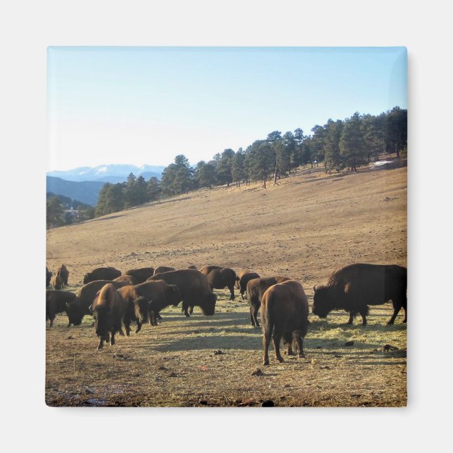 Bison in Colorado Magnet (Front)