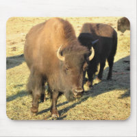 Bison in Colorado