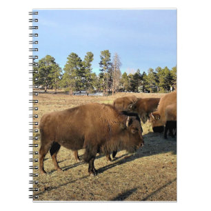 Bison in Colorado Notebook