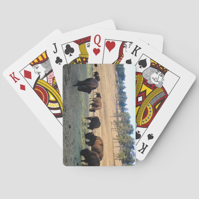 Bison in Colorado Playing Cards (Back)