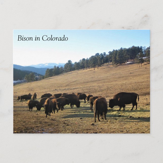 Bison in Colorado Postcard (Front)