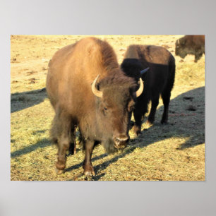 Bison in Colorado Poster