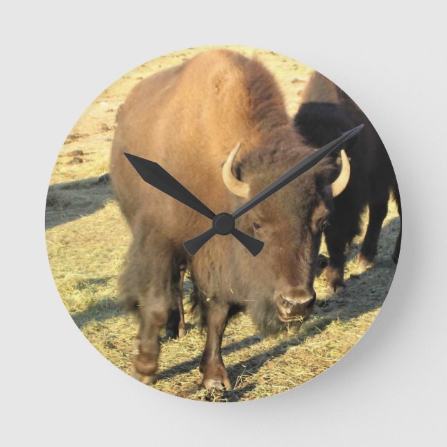 Bison in Colorado Round Clock (Front)