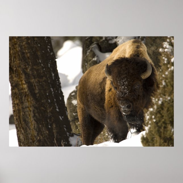 Bison in Lamar Valley Yellowstone National Park Poster (Front)