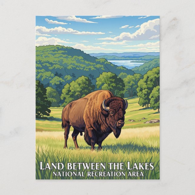 Bison in Land Between the Lakes Kentucky Postcard (Front)
