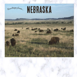 Bison in Nebraska Postcard