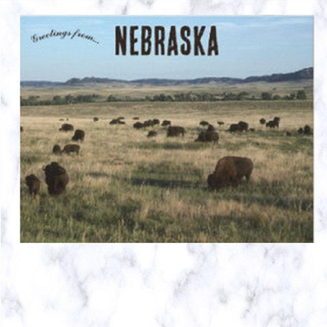 Bison in Nebraska Postcard (Creator Uploaded)