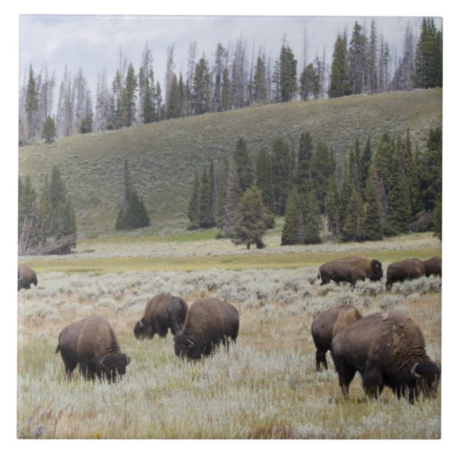 Bison in the Hayden Valley of Yellowstone Ceramic Tile (Front)