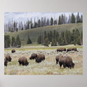 Bison in the Hayden Valley of Yellowstone Poster