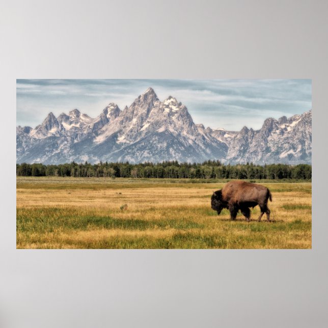 Bison in the Tetons Poster (Front)