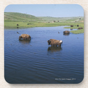 Bison In The Water With Numerous Cliff Swallows Coaster