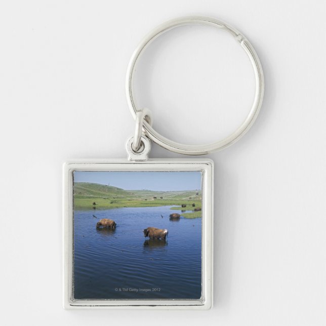 Bison In The Water With Numerous Cliff Swallows Key Ring (Front)