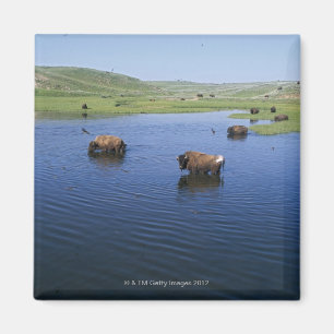 Bison In The Water With Numerous Cliff Swallows Magnet