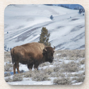 Bison in the Winter Mountains of Yellowstone Coaster