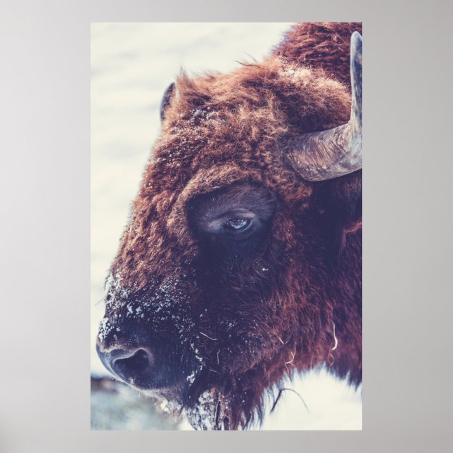 BISON IN THE WINTER POSTER (Front)