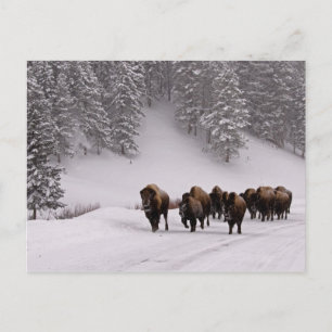 Bison in Winter Postcard