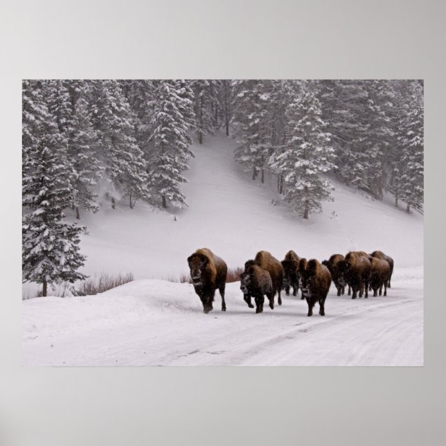 Bison in Winter Poster (Front)