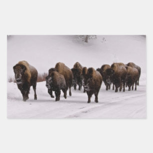 Bison in Winter Rectangular Sticker