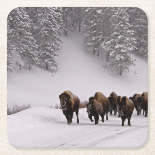 Bison in Winter Square Paper Coaster