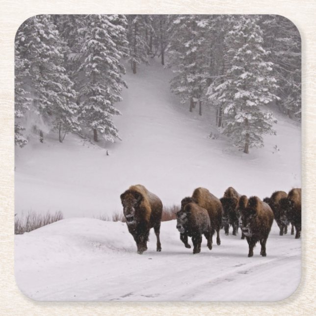 Bison in Winter Square Paper Coaster (Front)