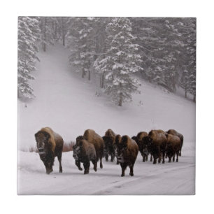 Bison in Winter Tile