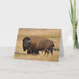 Bison in Yellowstone Card