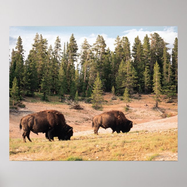 Bison in Yellowstone National Park , Wyoming Poster (Front)