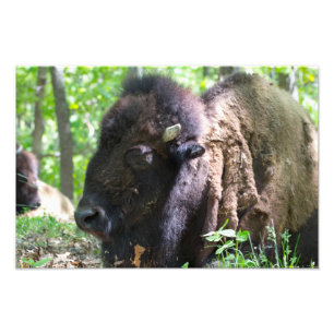 Bison, Lone Elk Park, St. Louis Photo Print