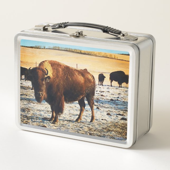 Bison Lunchbox (Front)