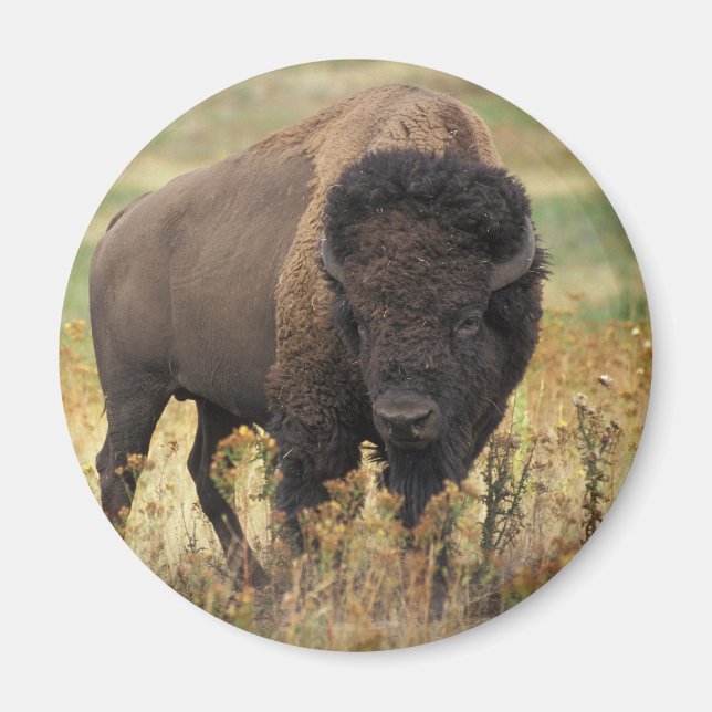 Bison Magnet (Front)