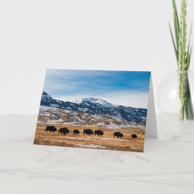 Bison Migration Card (Front)