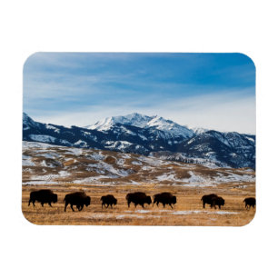 Bison Migration Magnet