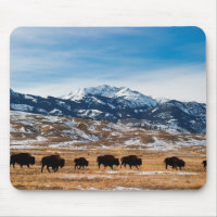 Bison Migration