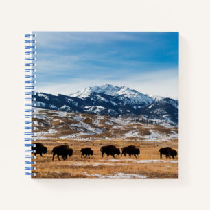 Bison Migration Notebook