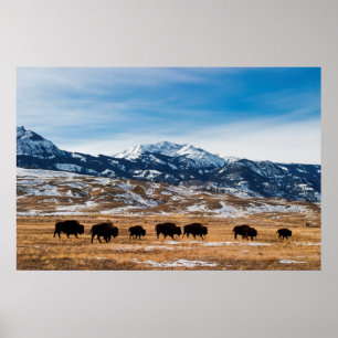 Bison Migration Poster