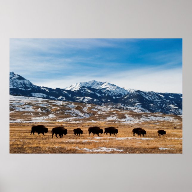Bison Migration Poster (Front)