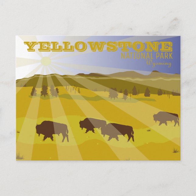 Bison of Yellowstone National Park, Wyoming Postcard (Front)