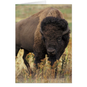 Bison photo