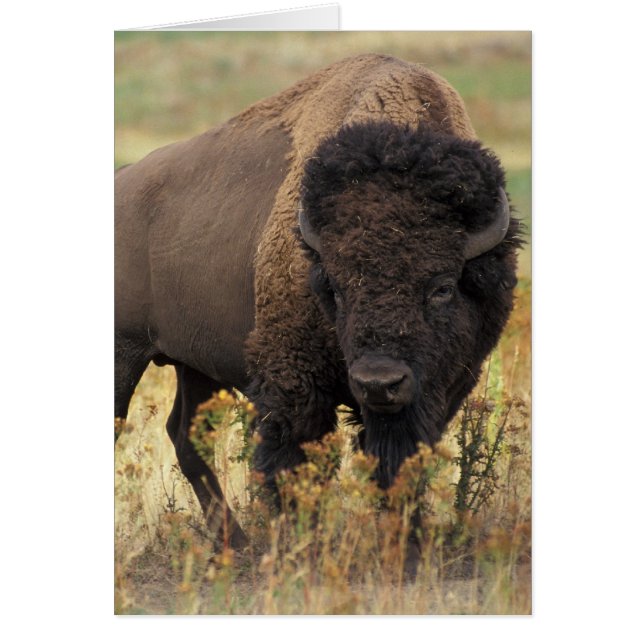 Bison photo (Front)