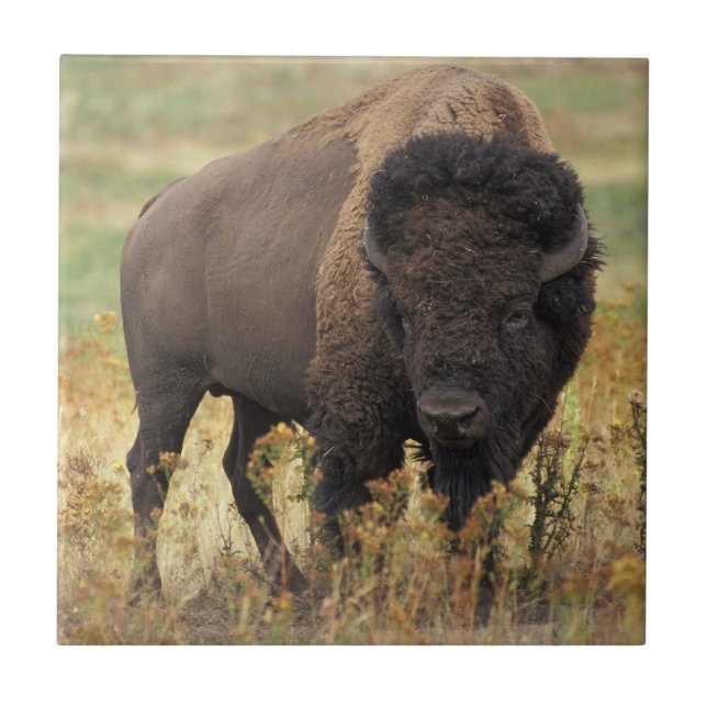Bison photo ceramic tile (Front)