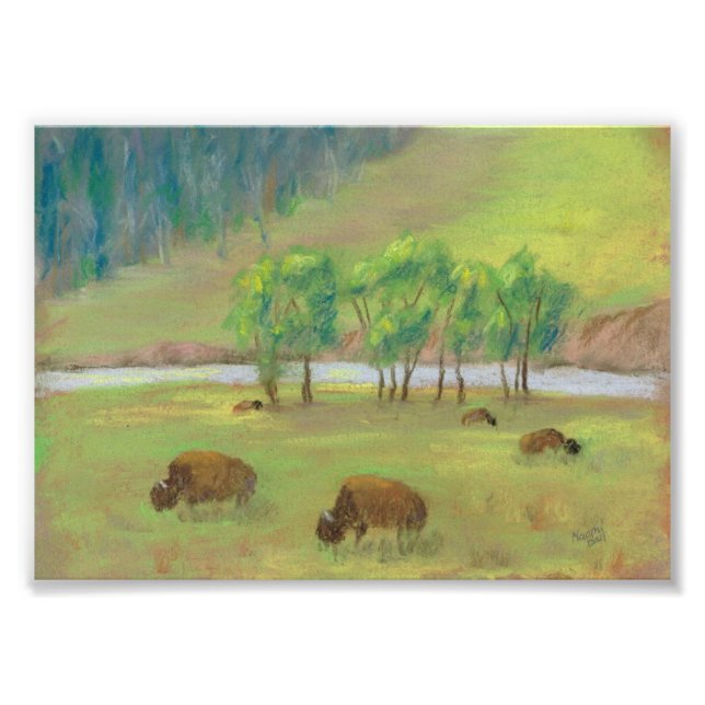 Bison Photo Print (Front)