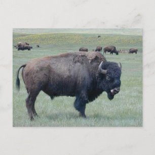 Bison Postcard