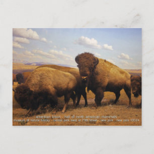 Bison Postcard